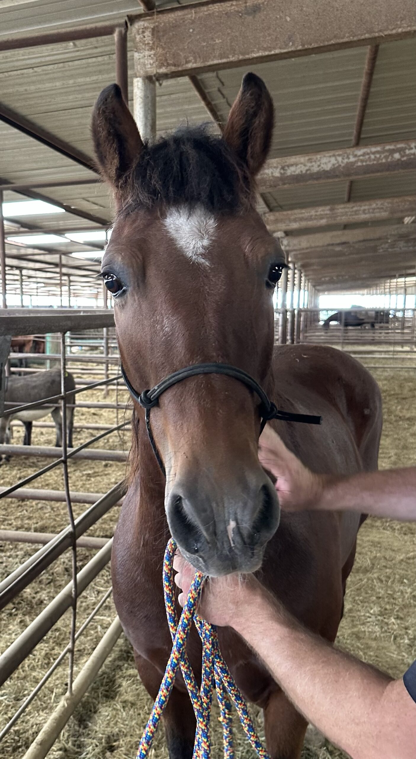 8098 Good Looking Haflinger X Gelding