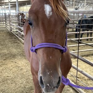 8099 Cute Quiet Sorrel Stud Colt