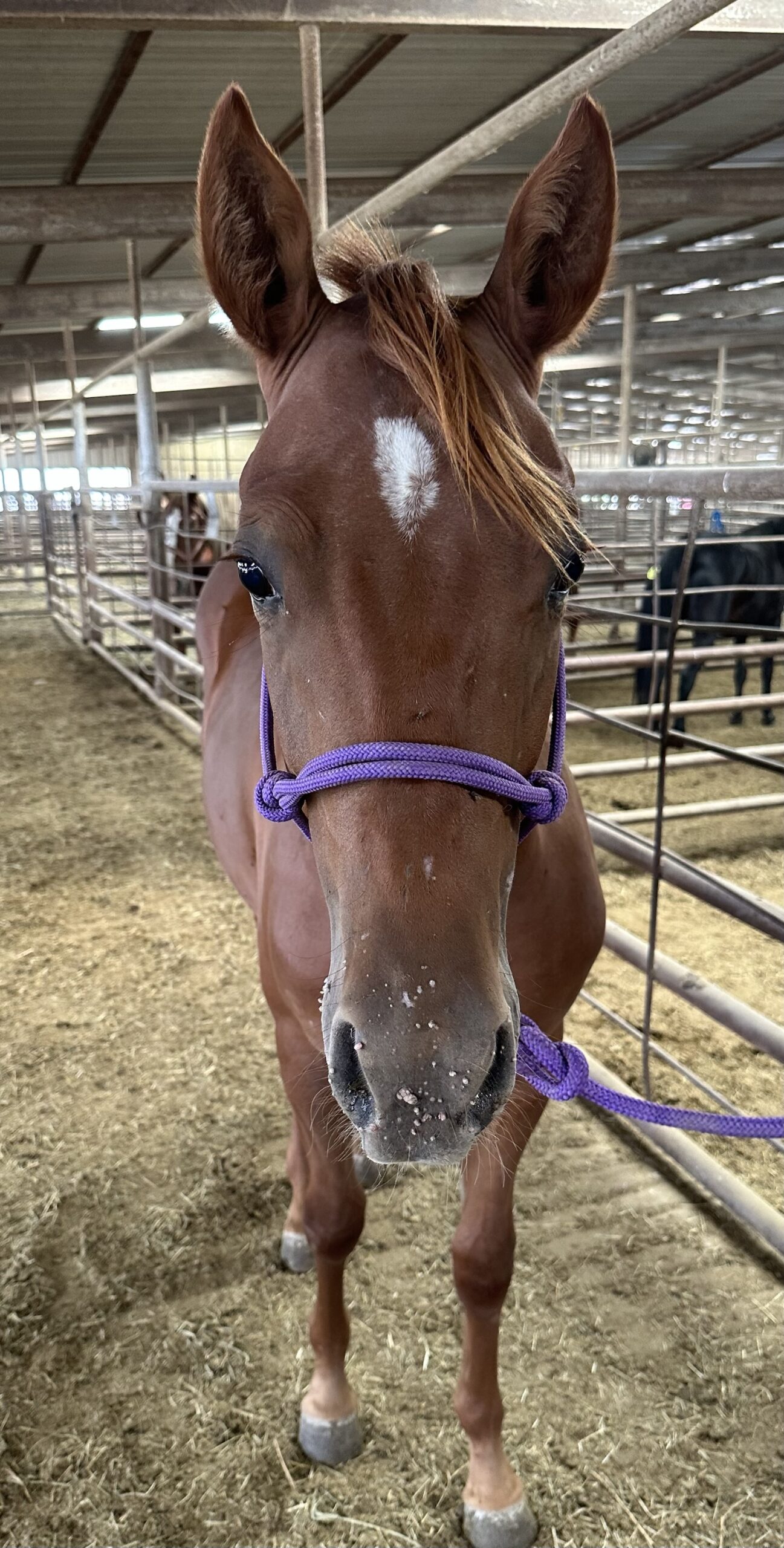 8099 Cute Quiet Sorrel Stud Colt